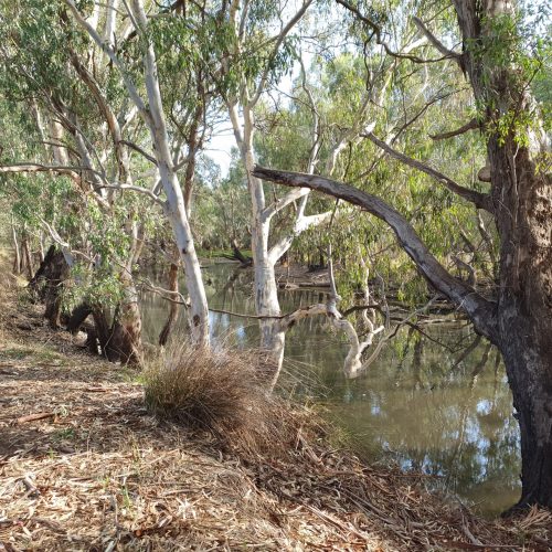 Ovens River & trees